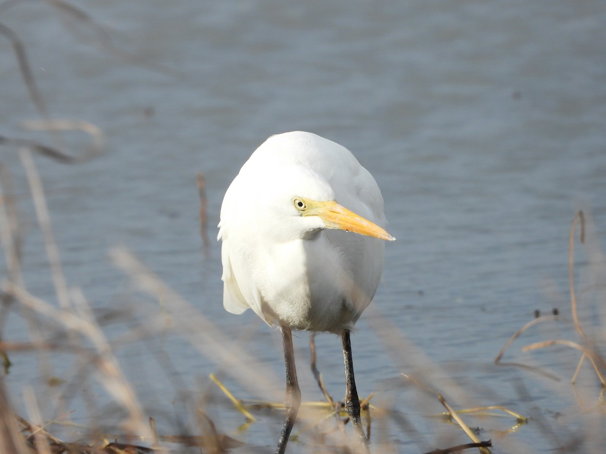 Plumed Egret - ML619920197