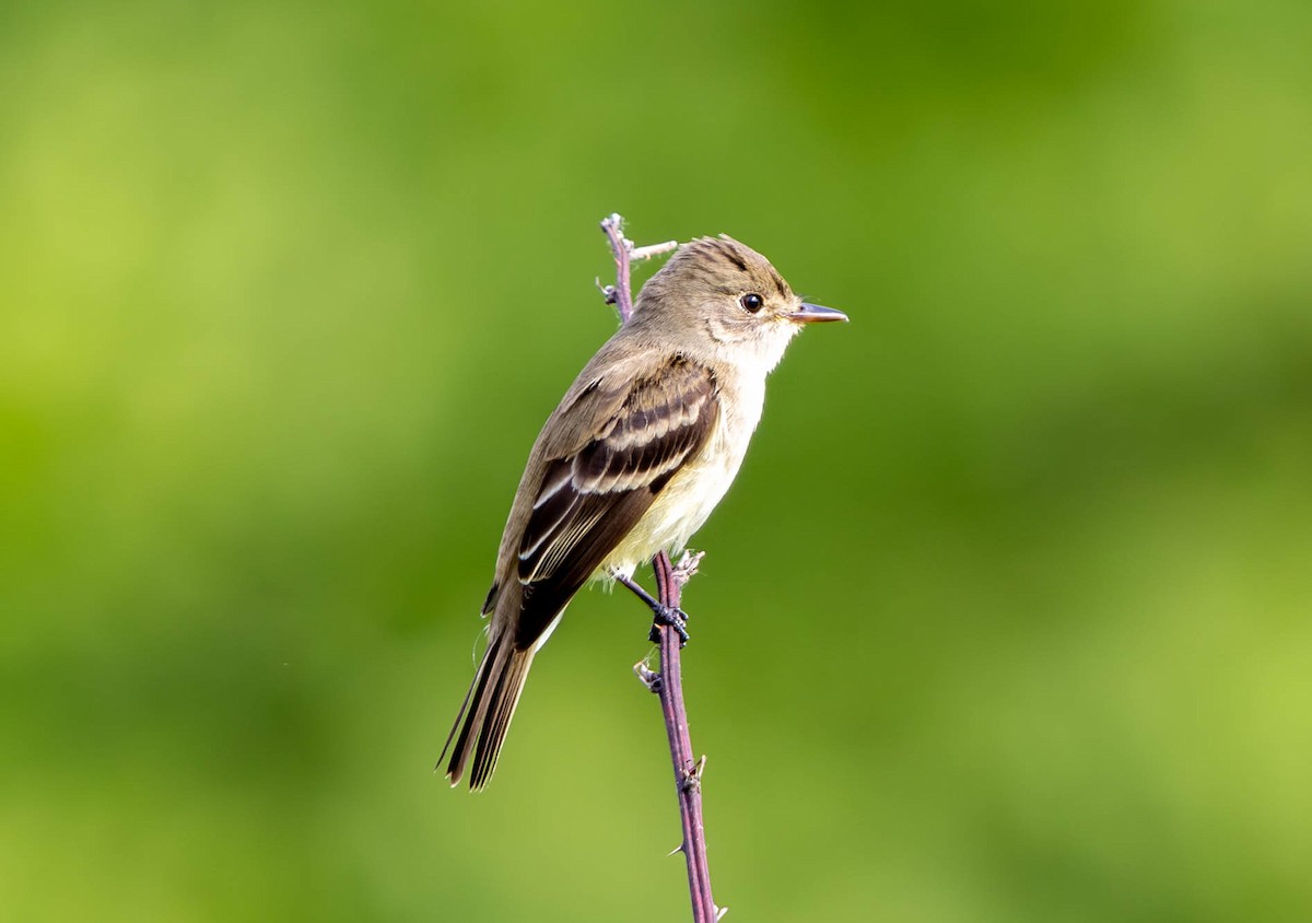 Willow Flycatcher - ML619920199