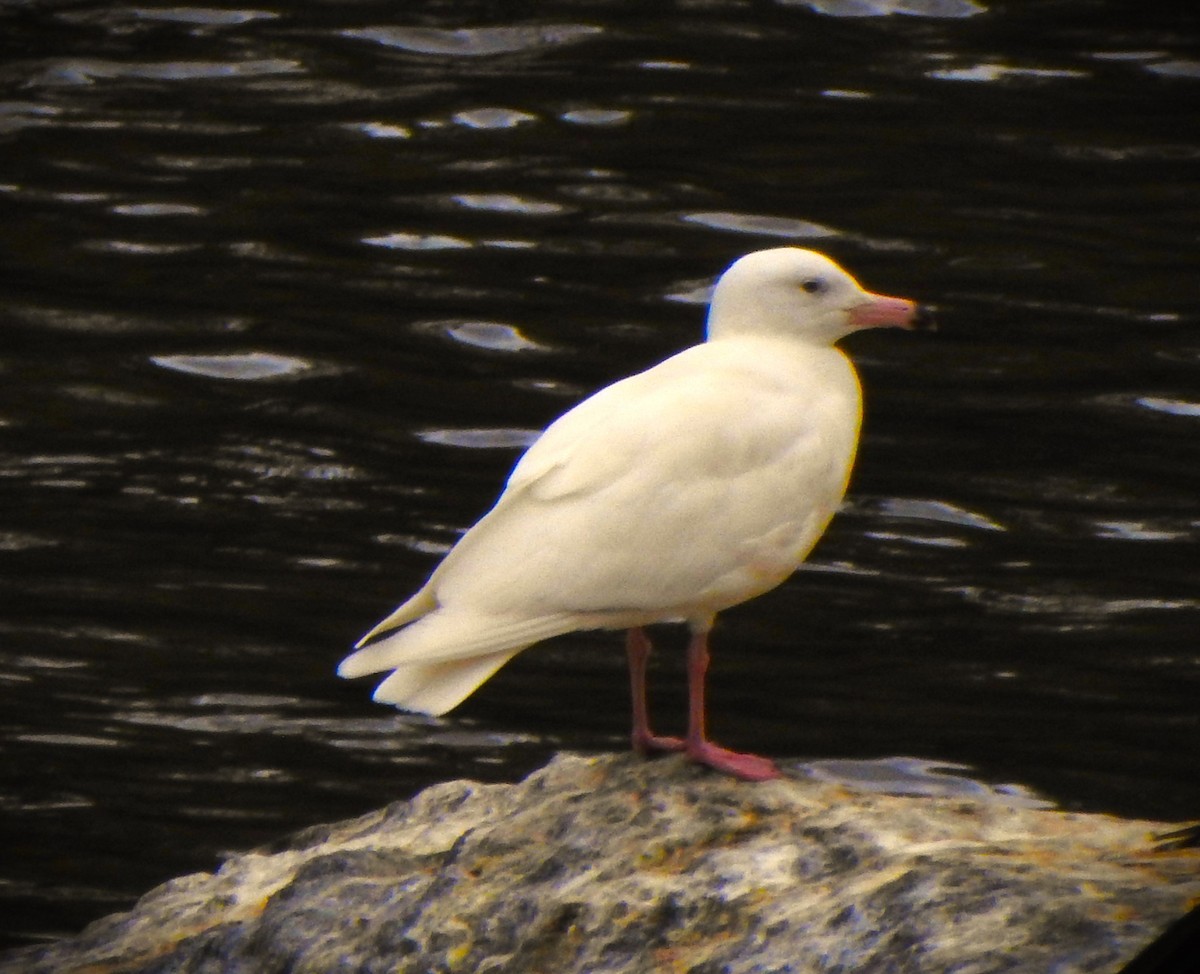 Glaucous Gull - ML619920214