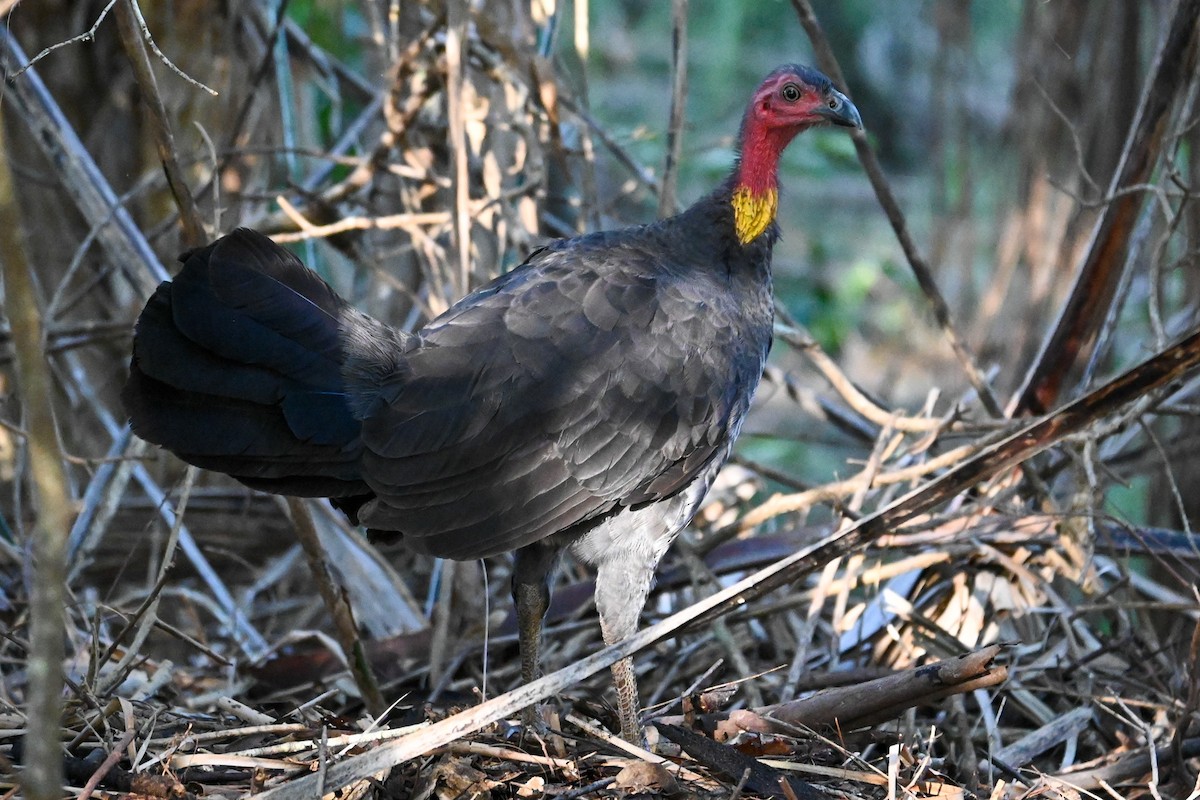 Australian Brushturkey - ML619920215