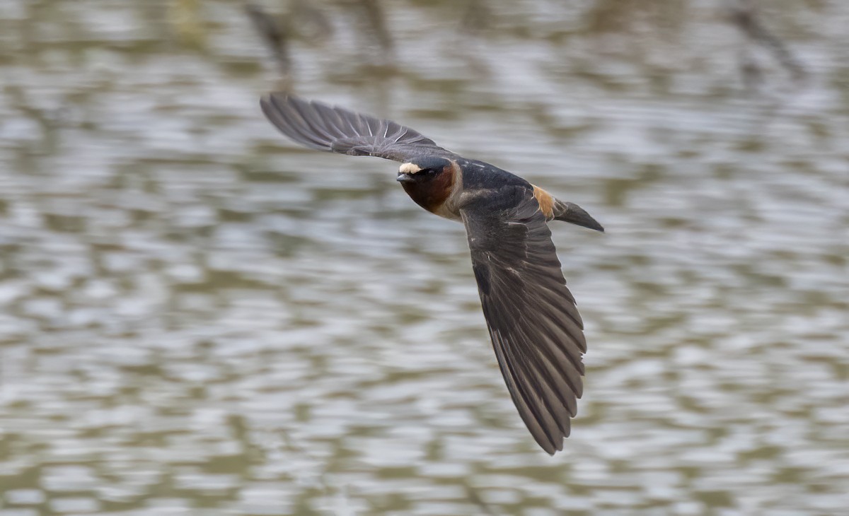 Cliff Swallow - ML619920217