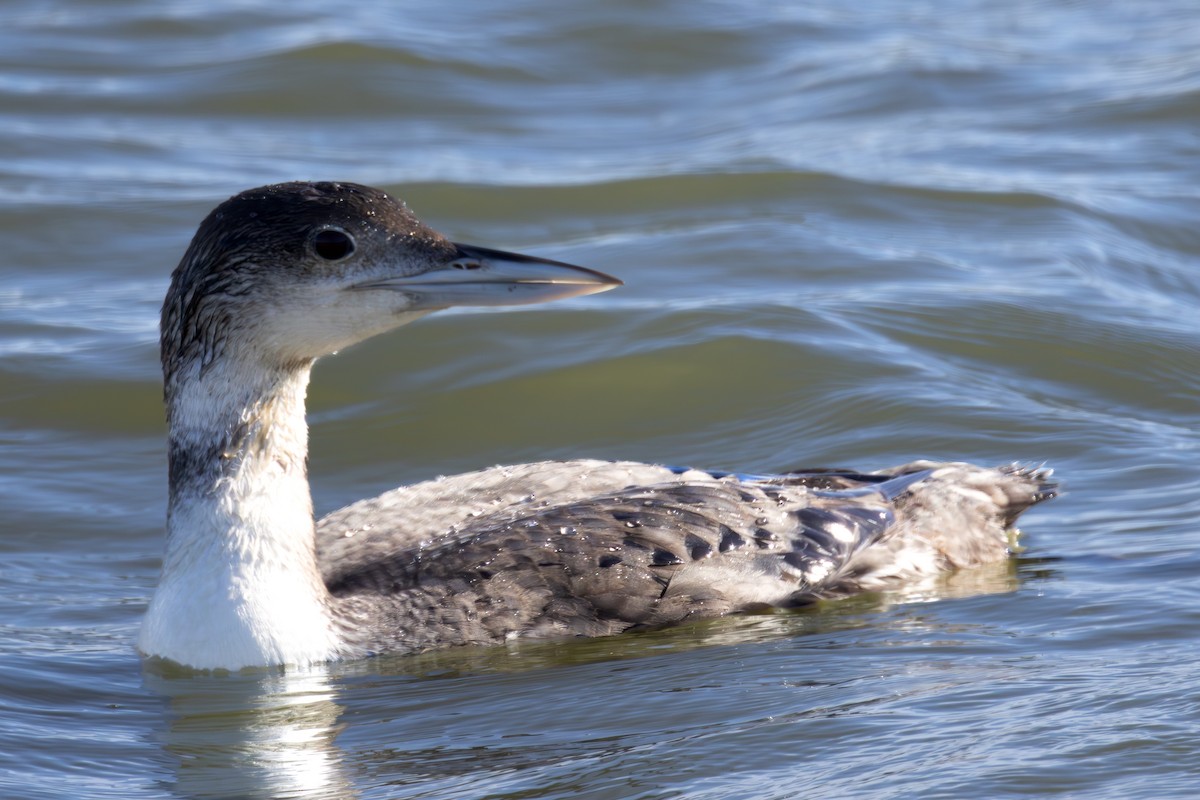 Common Loon - ML619920229