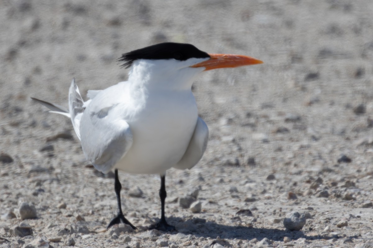 Royal Tern - ML619920231