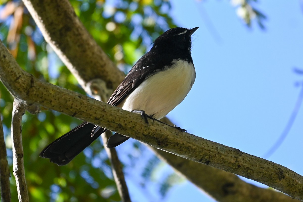 Willie-wagtail - ML619920240