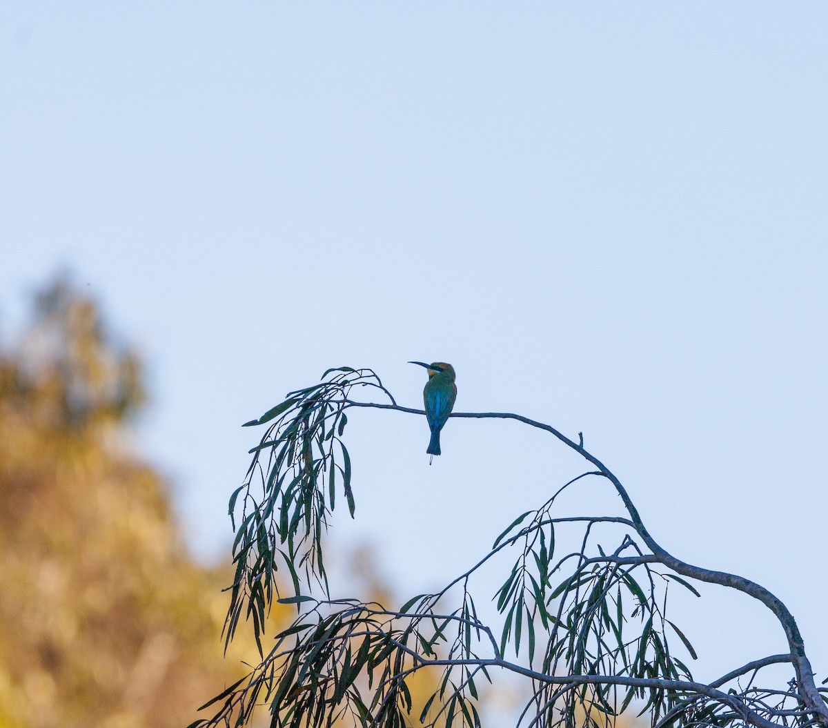 Rainbow Bee-eater - ML619920255