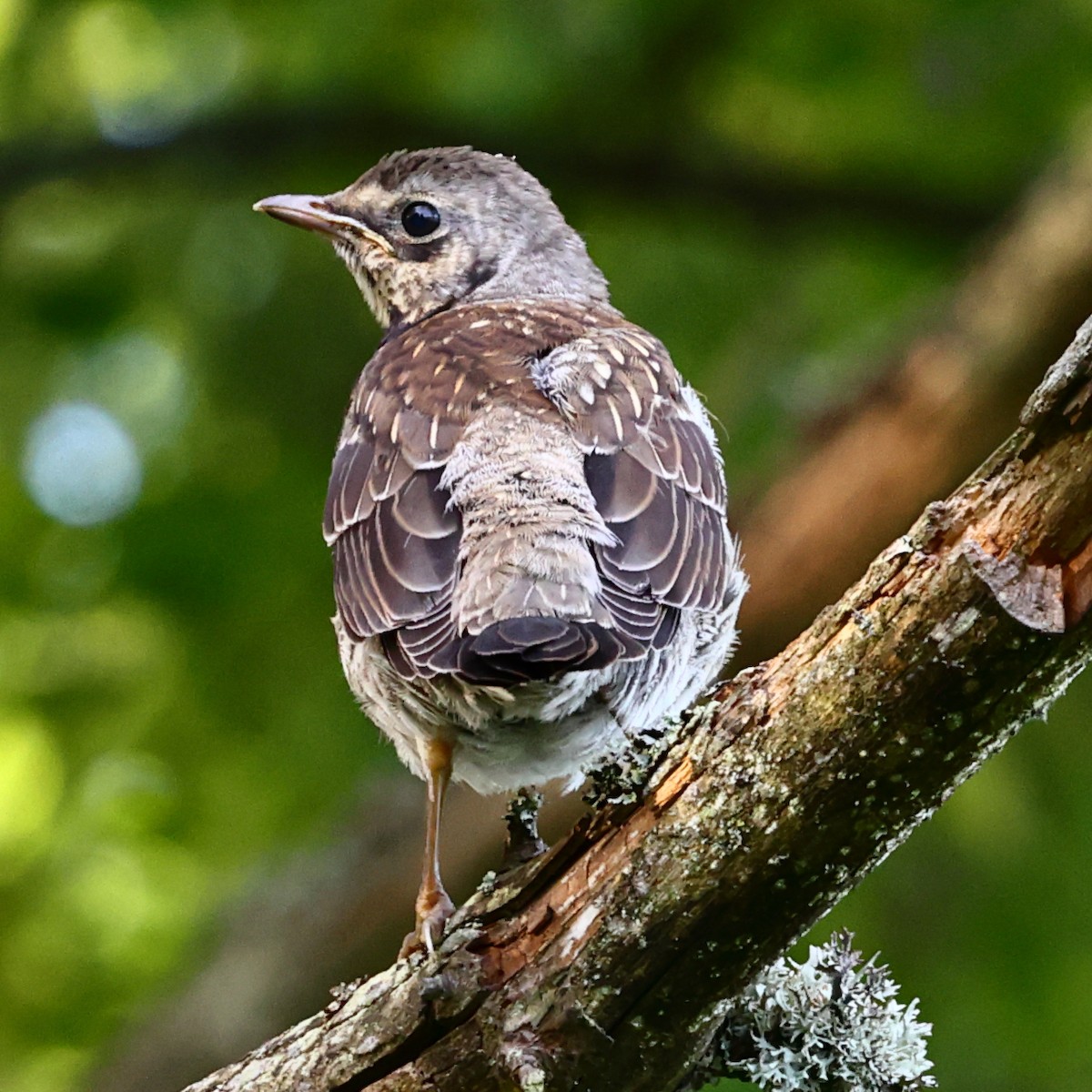 Fieldfare - ML619920262