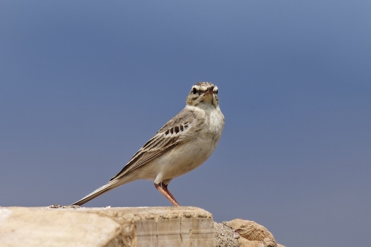 Tawny Pipit - ML619920272