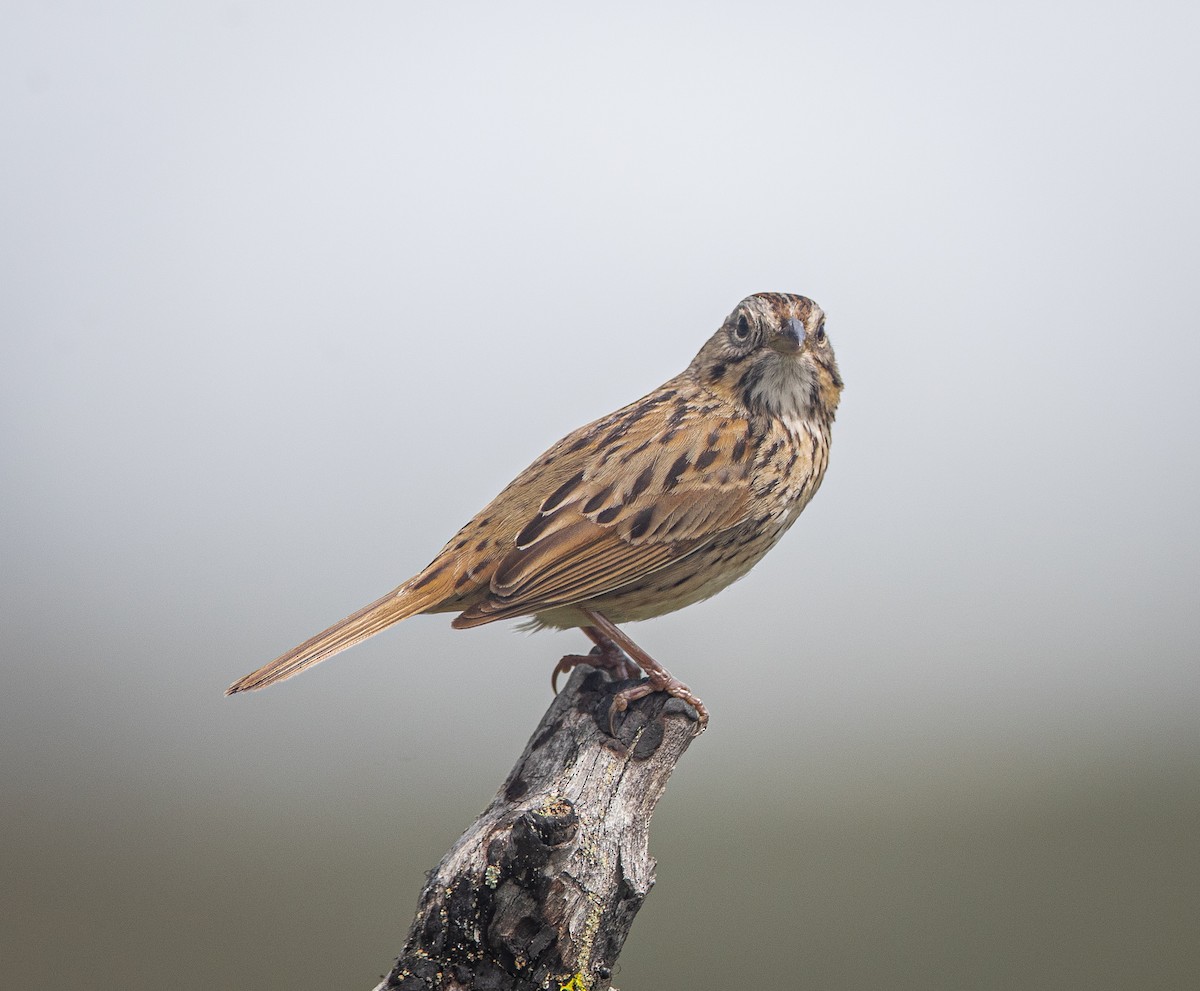 Lincoln's Sparrow - ML619920278