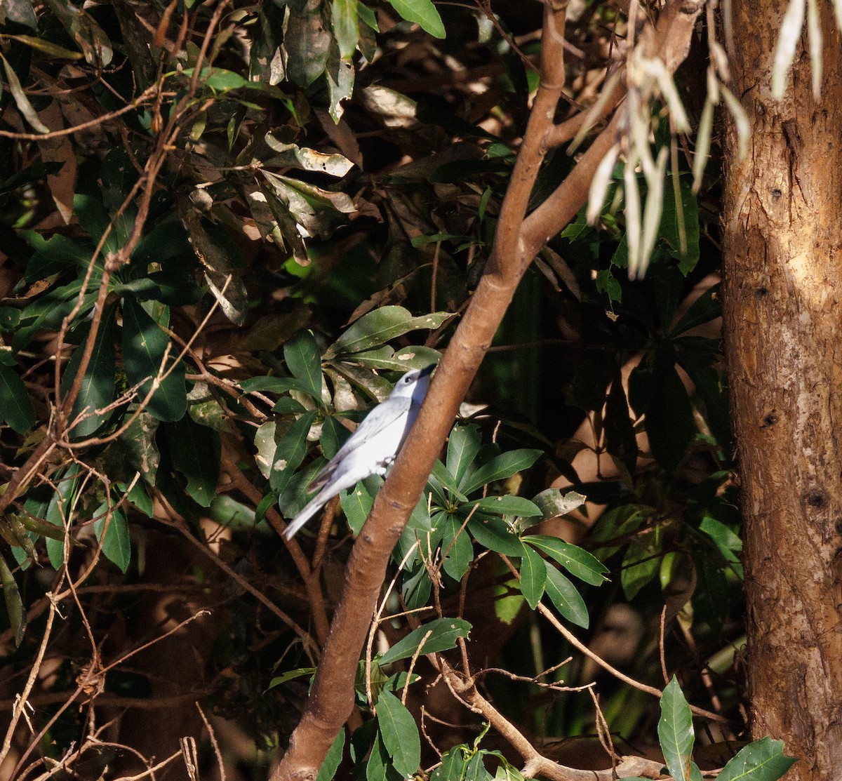 White-bellied Cuckooshrike - ML619920284