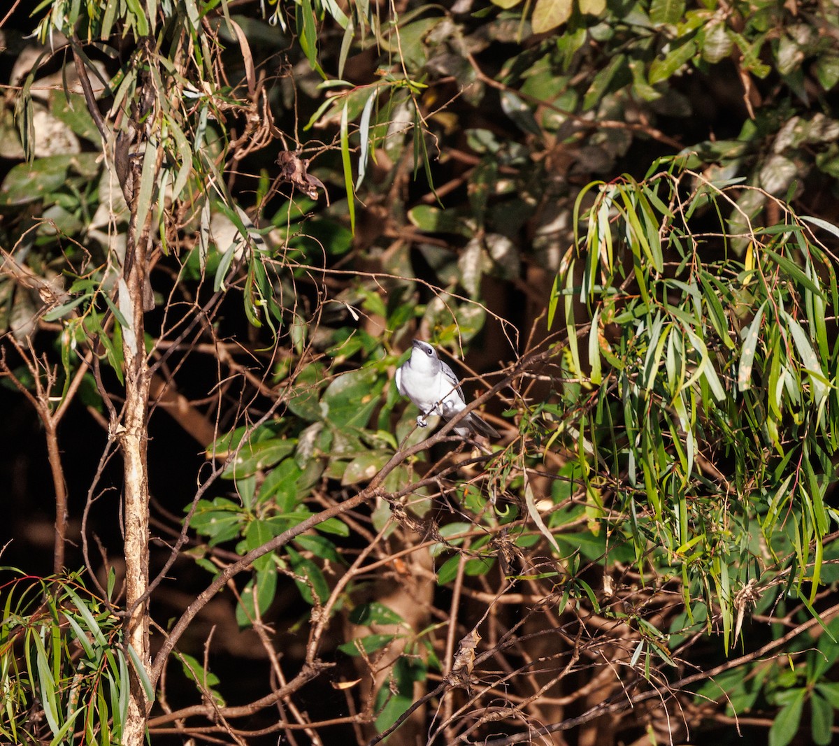 White-bellied Cuckooshrike - ML619920285