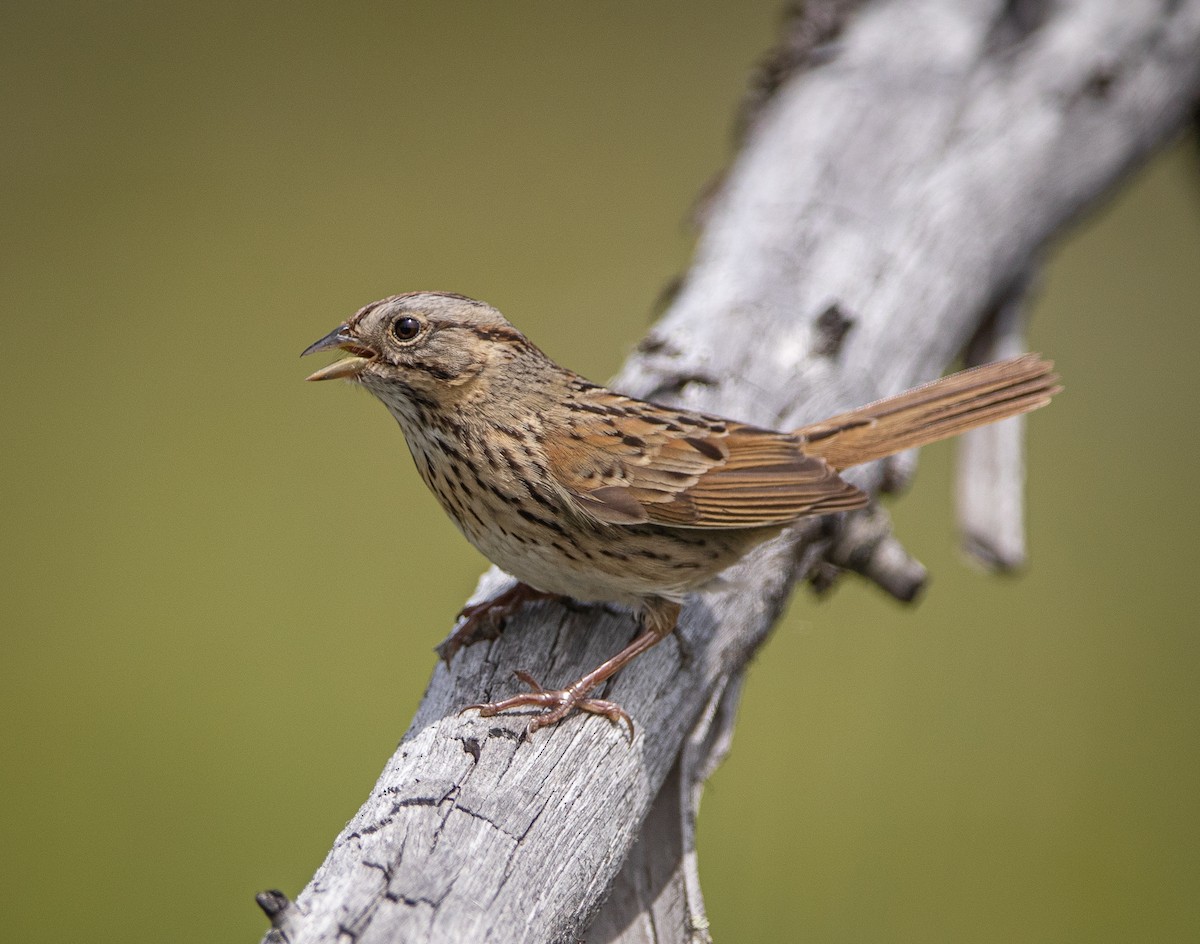 Lincoln's Sparrow - ML619920287