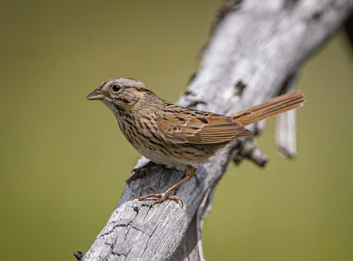 Lincoln's Sparrow - ML619920290