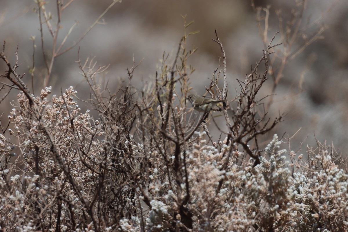 Slender-billed Thornbill - ML619920295