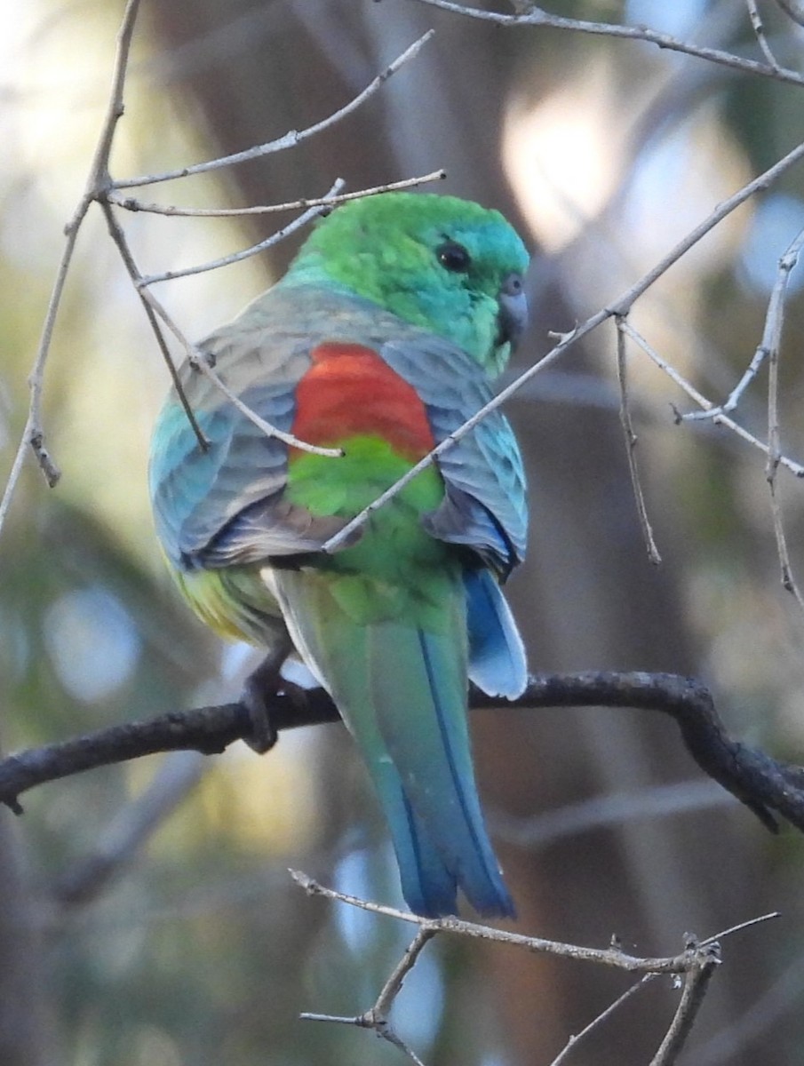 Red-rumped Parrot - ML619920297