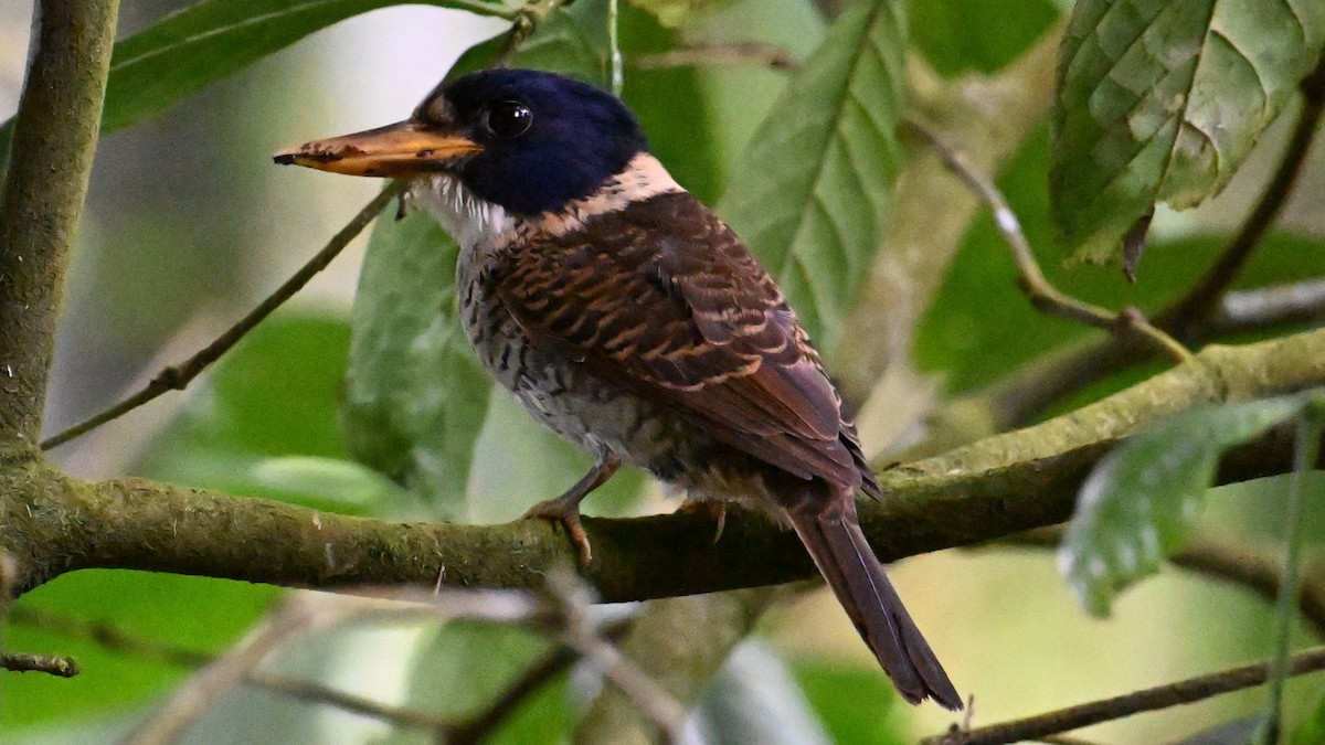Scaly-breasted Kingfisher - ML619920302