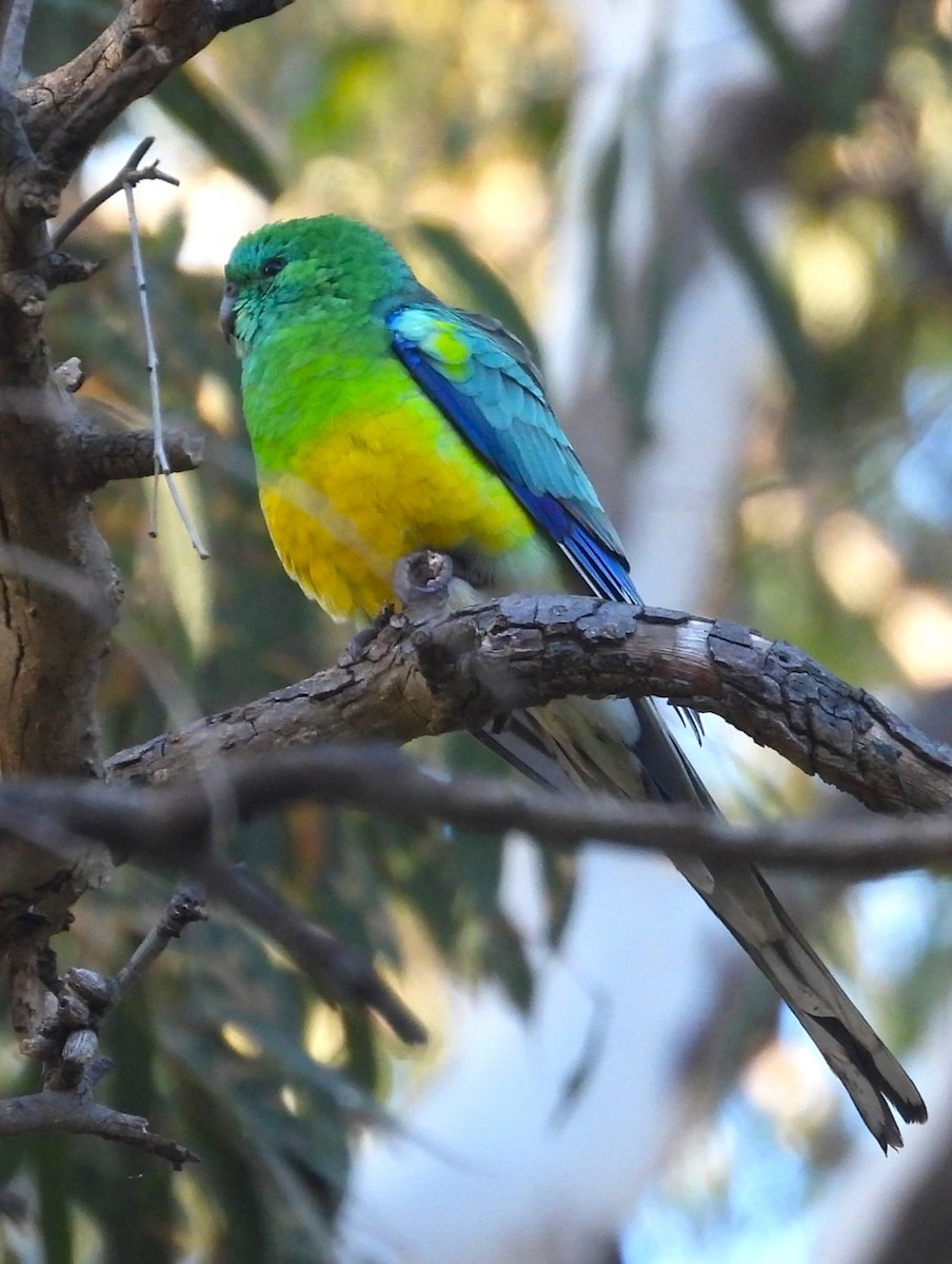 Red-rumped Parrot - ML619920303