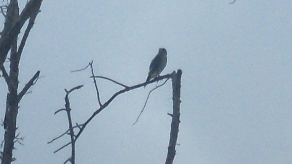 Falco sp. (small falcon sp.) - ML619920307