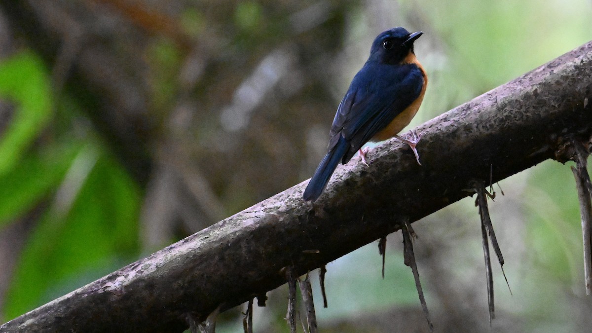 Sulawesi Blue Flycatcher - ML619920312