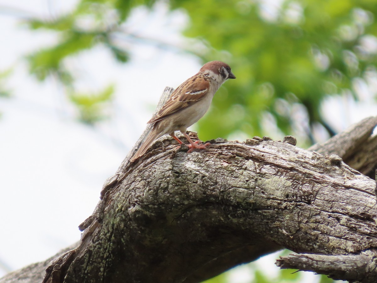 Eurasian Tree Sparrow - ML619920318