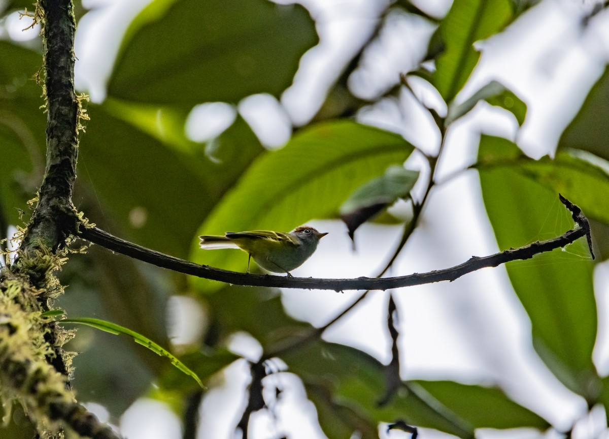 Chestnut-crowned Warbler - ML619920323