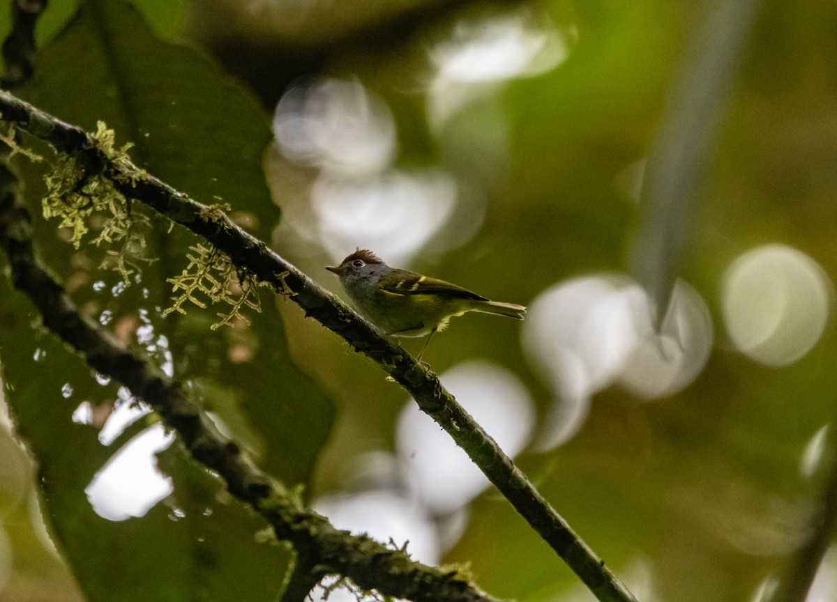 Chestnut-crowned Warbler - Arun Raghuraman