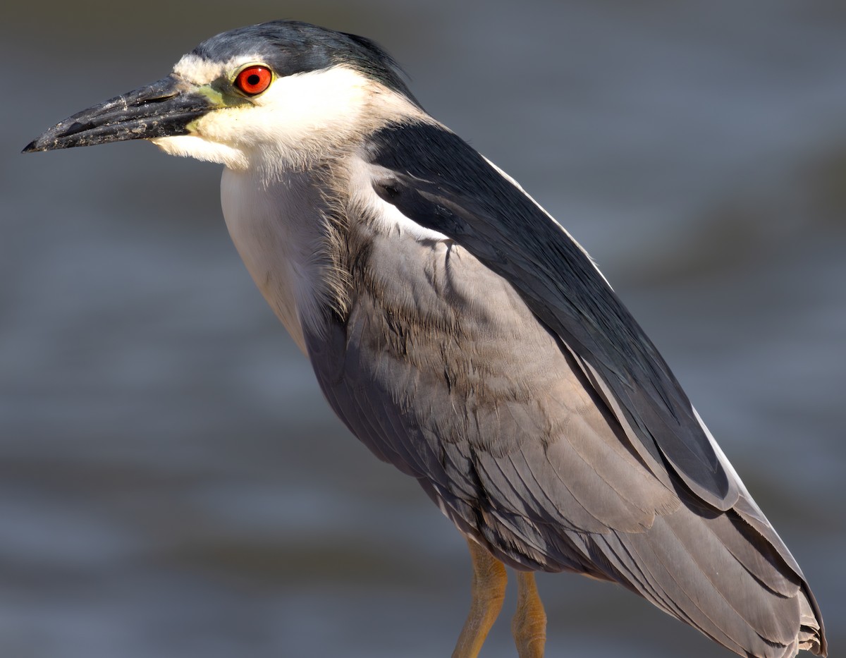 Black-crowned Night Heron - Daniel Griffith