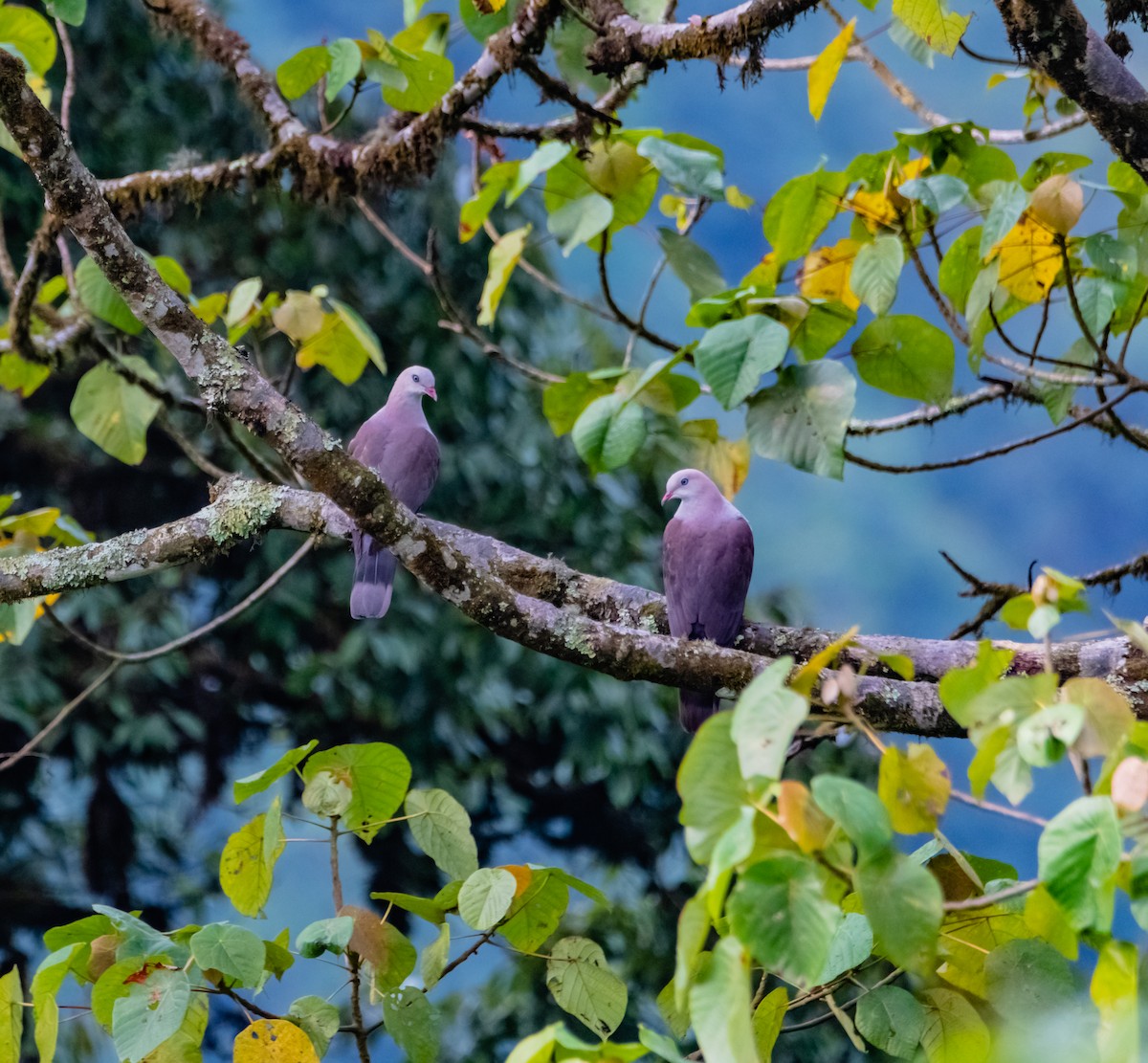 Mountain Imperial-Pigeon - ML619920336