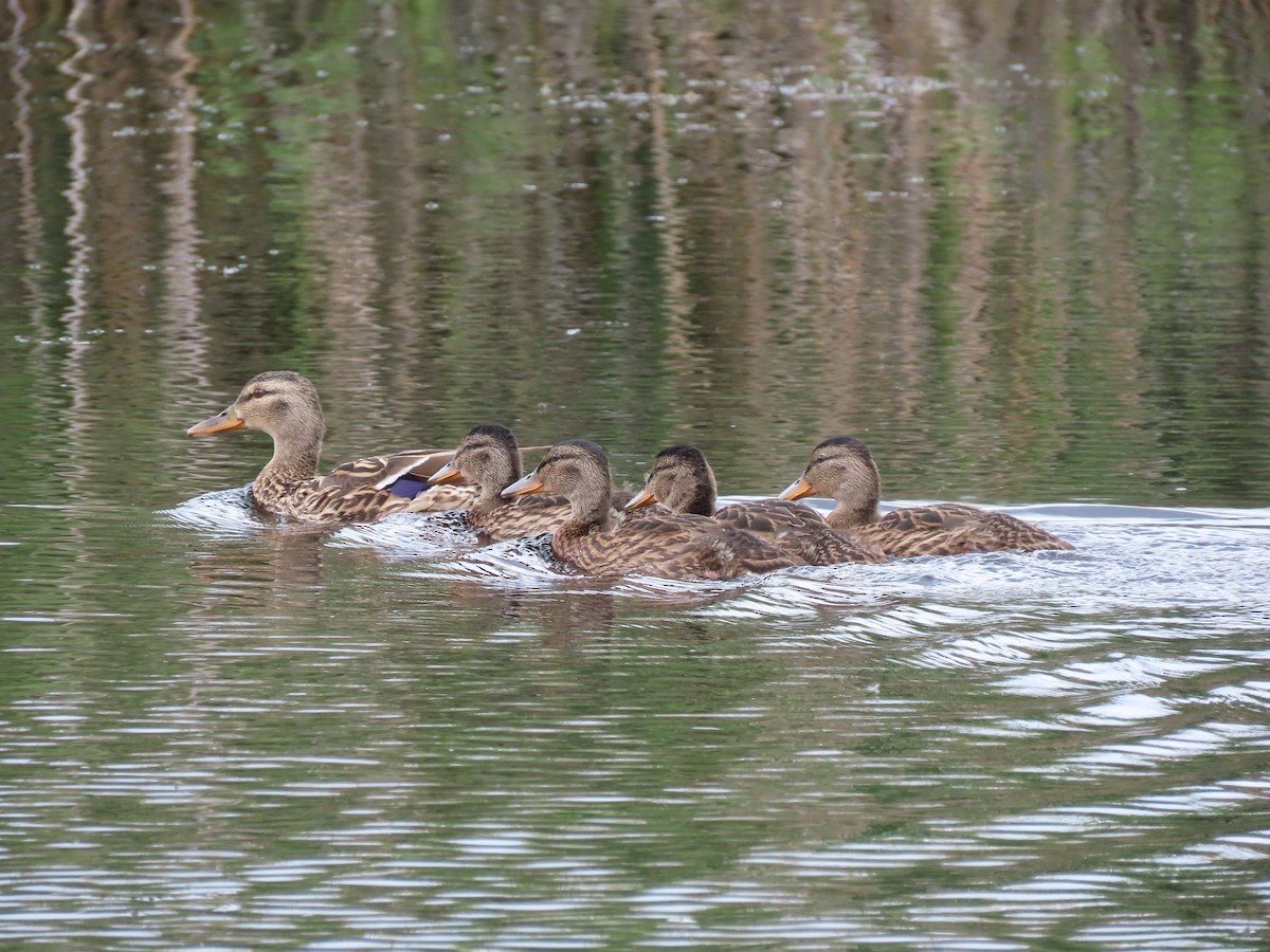 Mallard - ML619920344