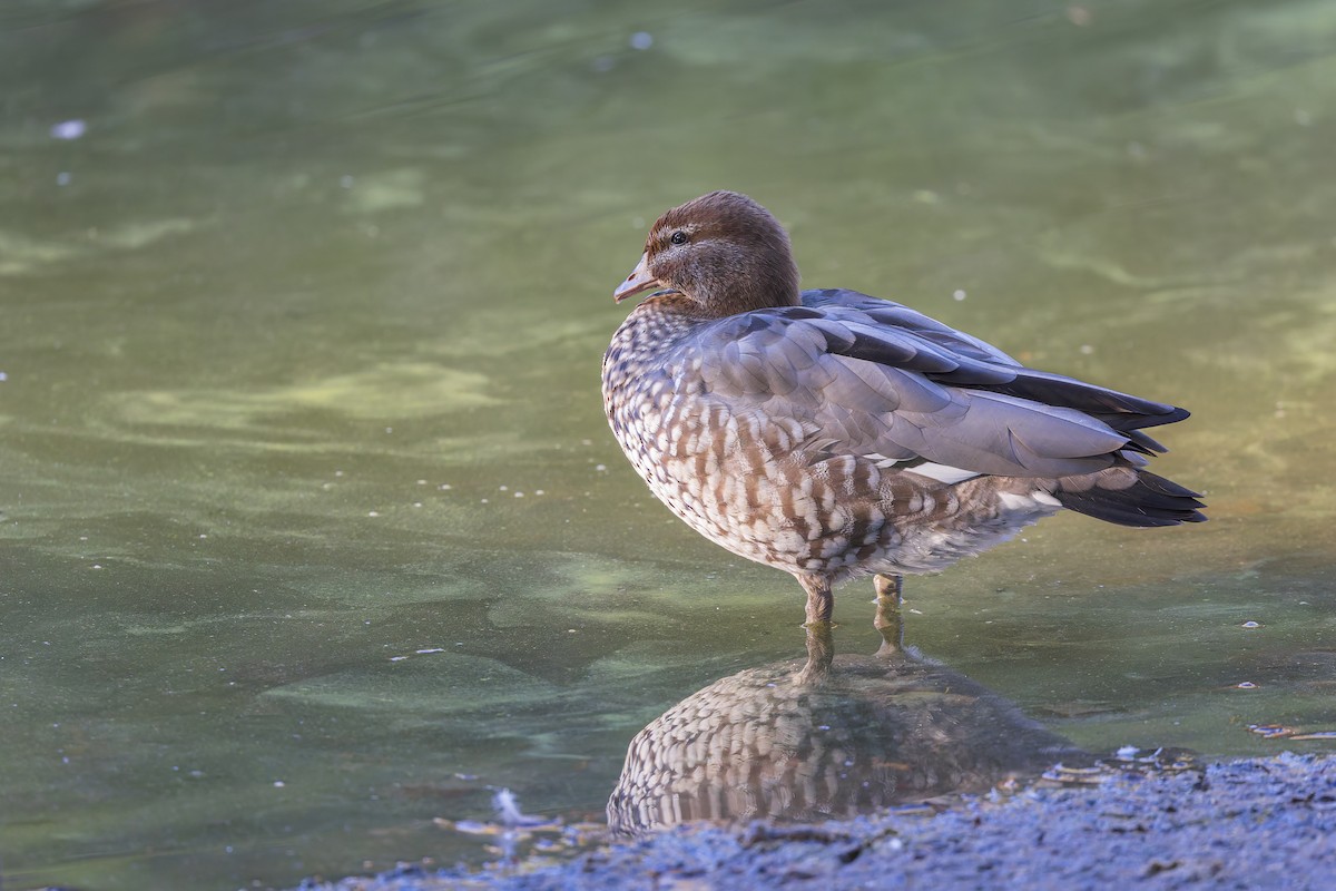 Maned Duck - Dana Cameron