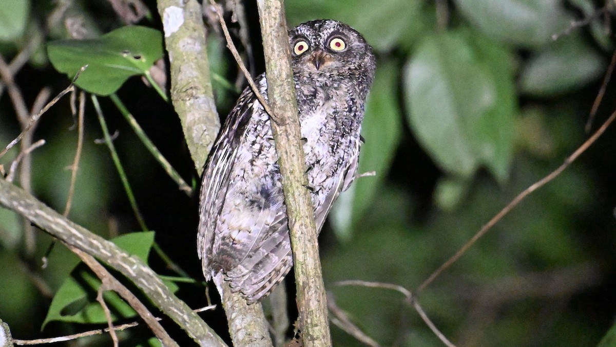 Sulawesi Scops-Owl - ML619920359