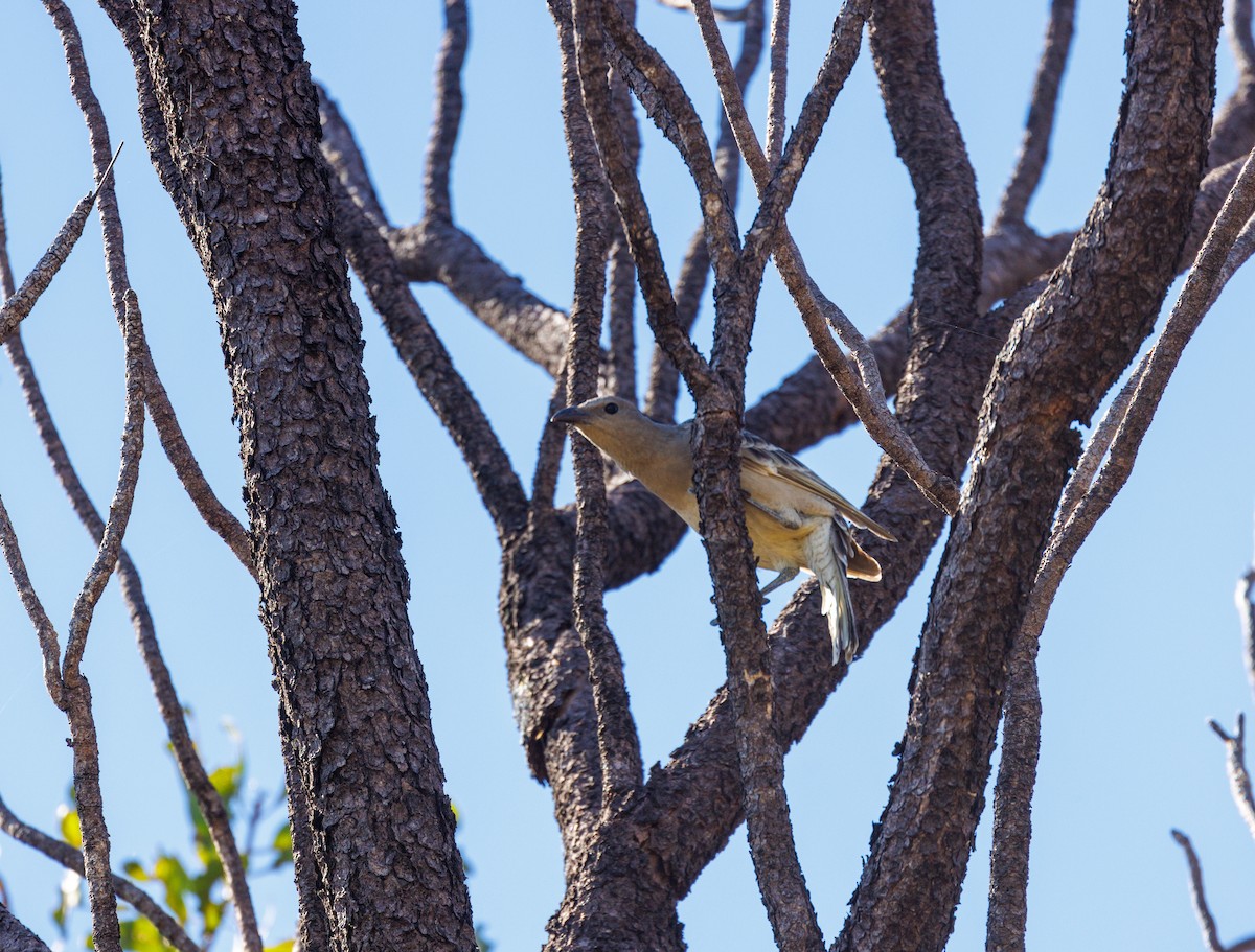 Great Bowerbird - ML619920367