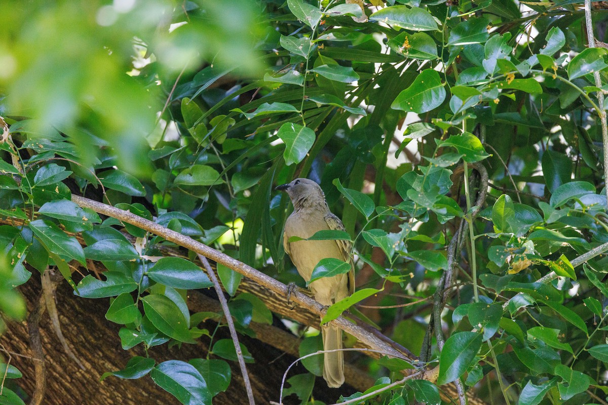 Great Bowerbird - ML619920370