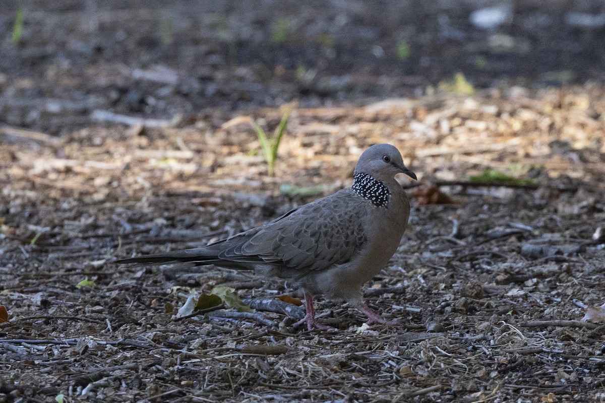 Spotted Dove - ML619920371