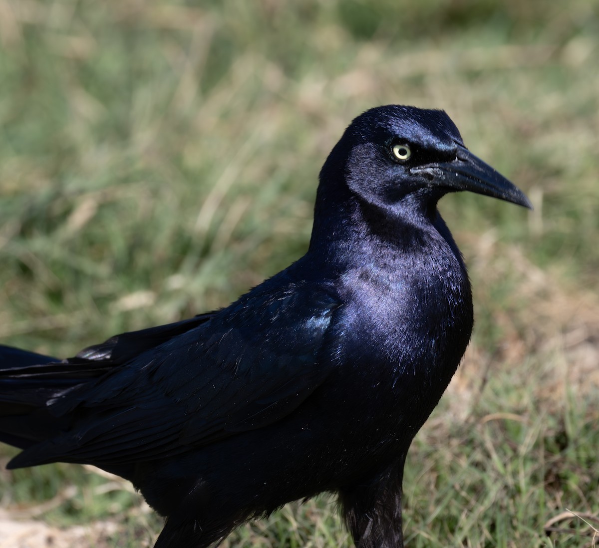 Great-tailed Grackle - ML619920374