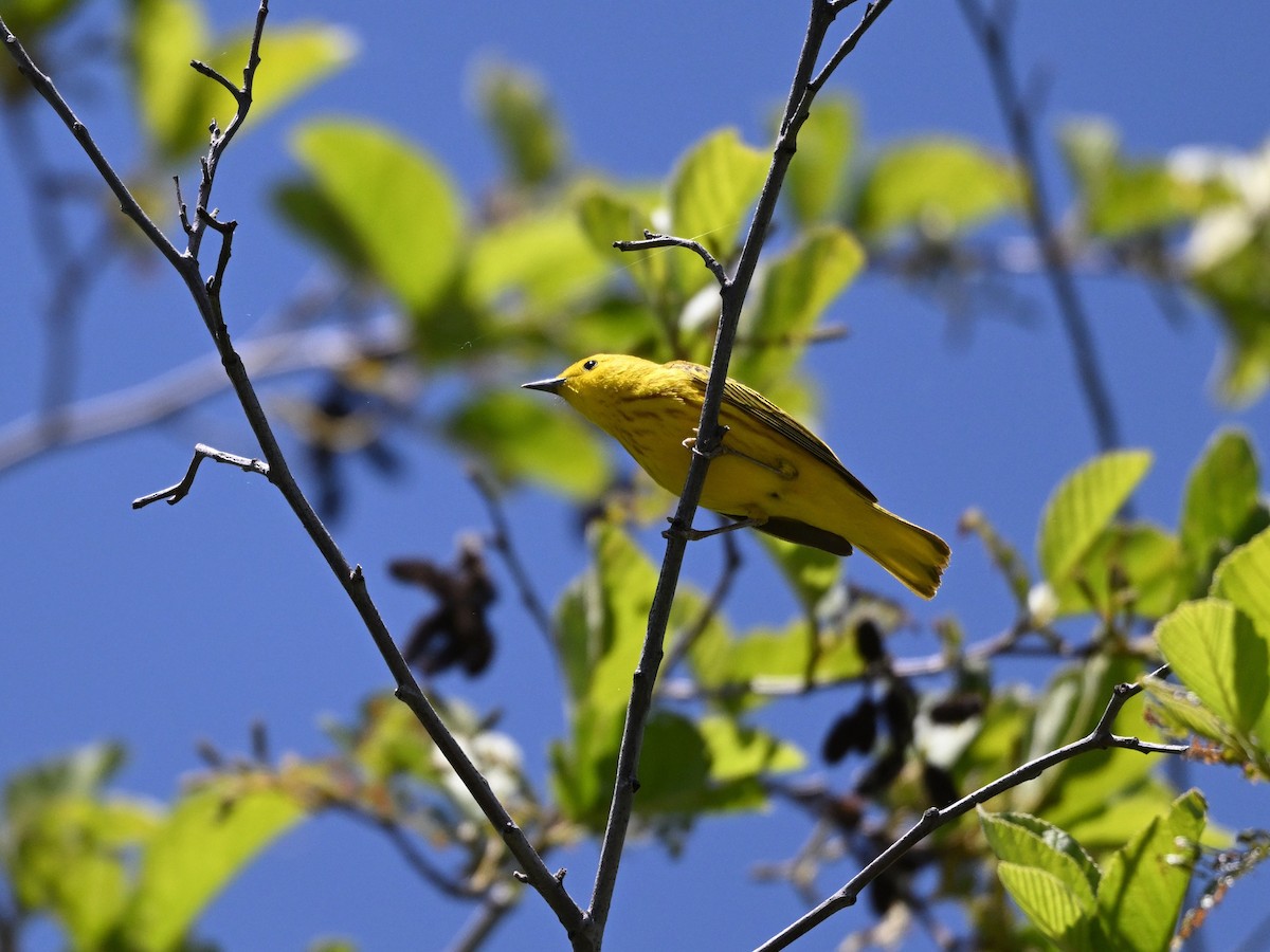 Yellow Warbler - ML619920379