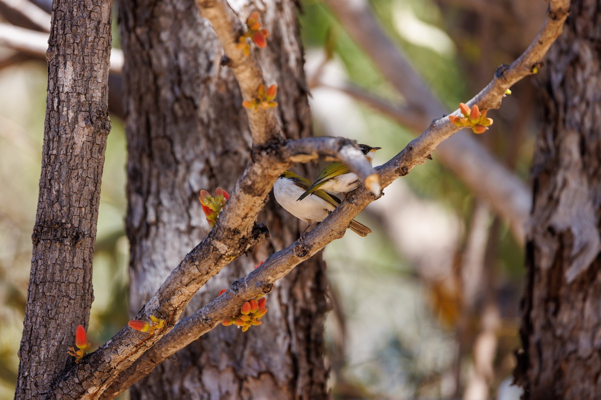 White-throated Honeyeater - ML619920402