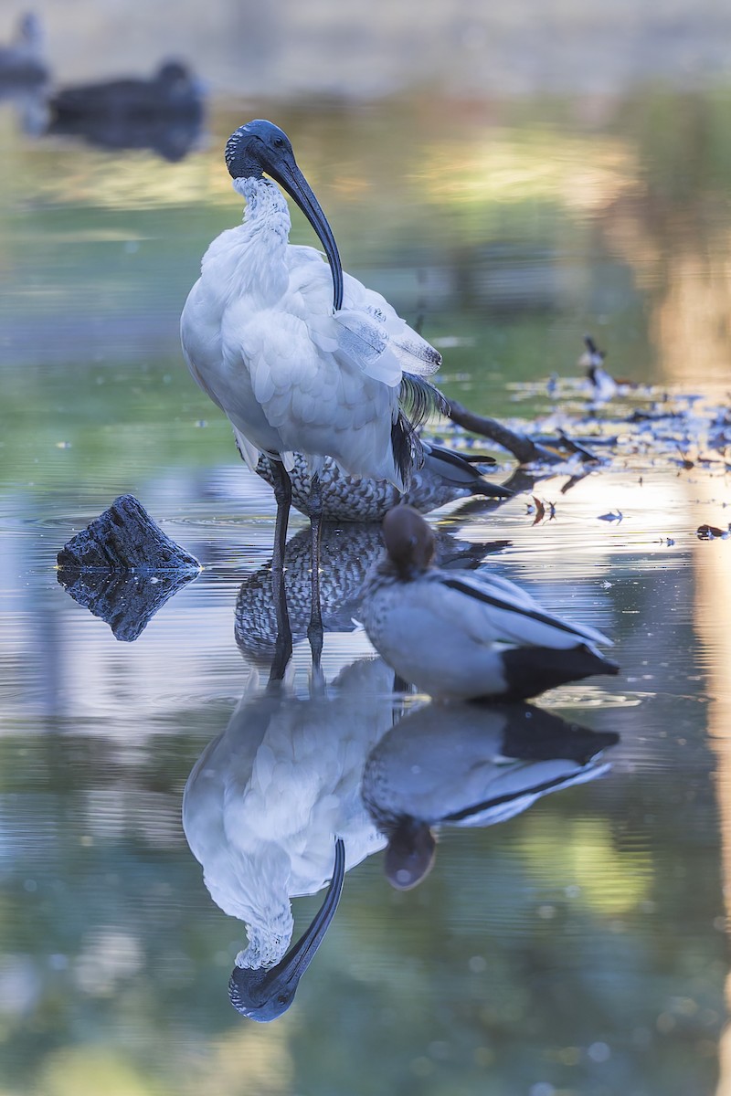 Australian Ibis - ML619920407