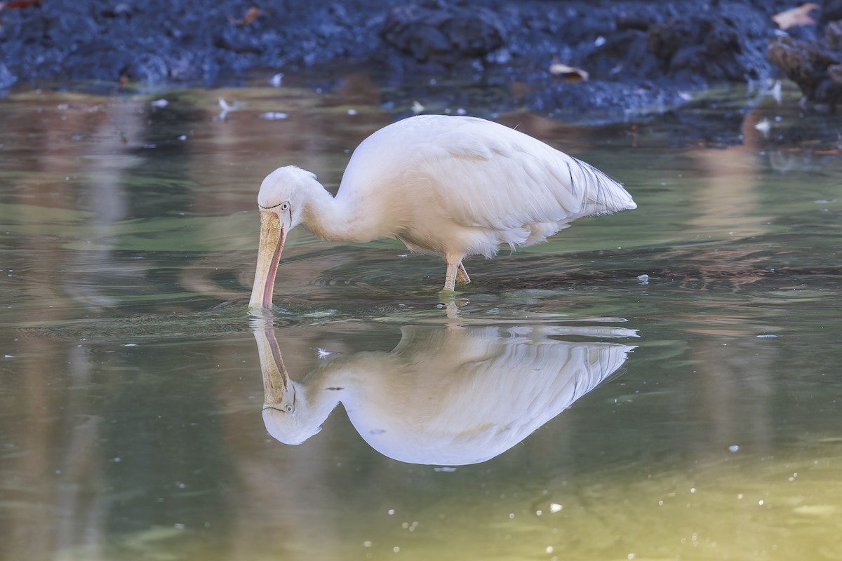 Yellow-billed Spoonbill - ML619920410