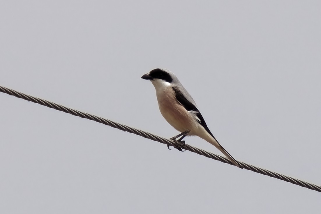 Lesser Gray Shrike - ML619920415