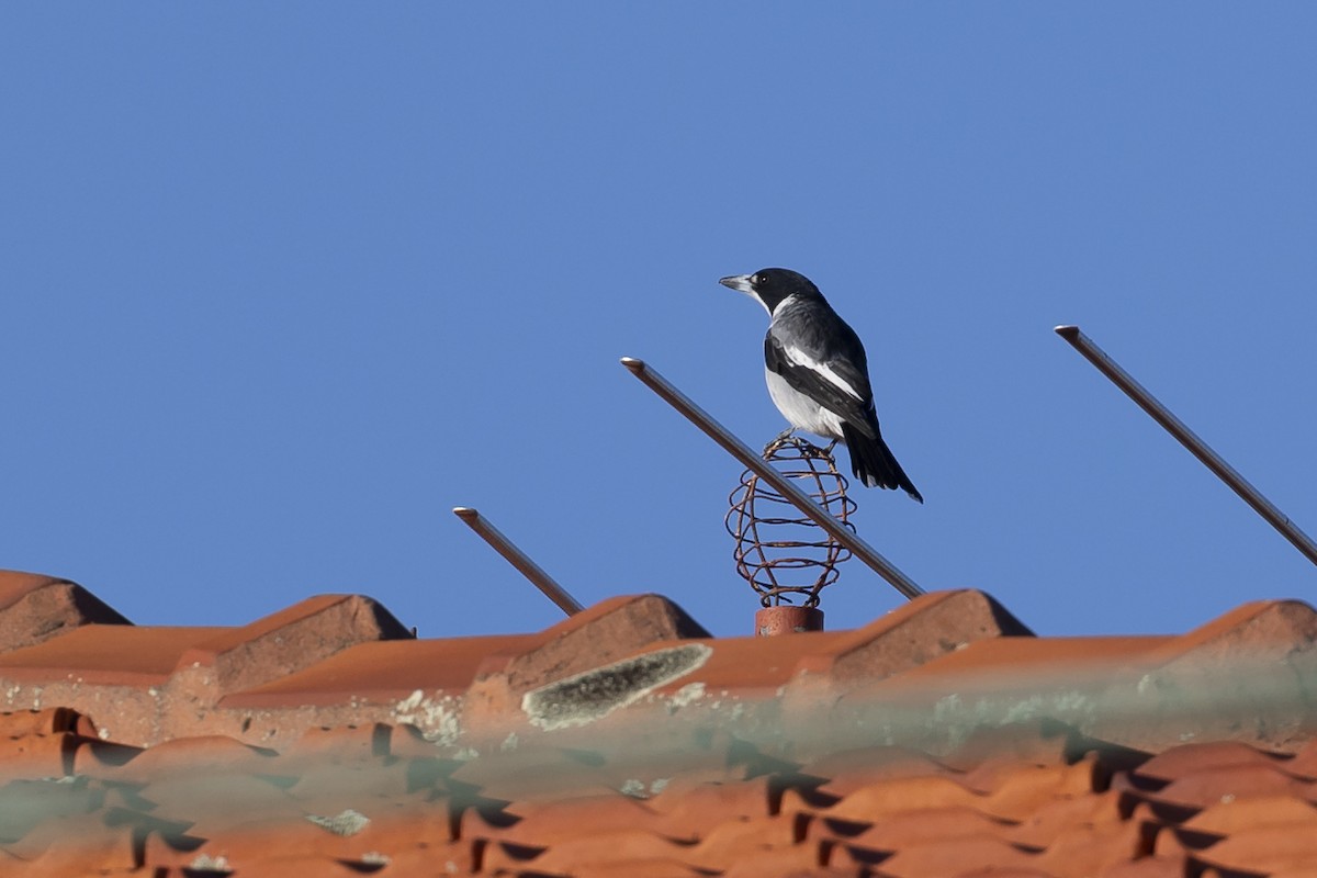 Gray Butcherbird - ML619920421