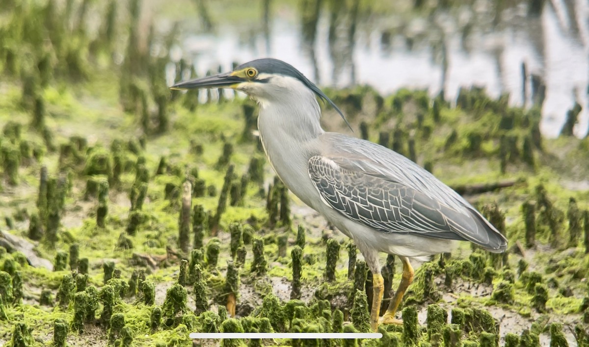 Striated Heron - ML619920423