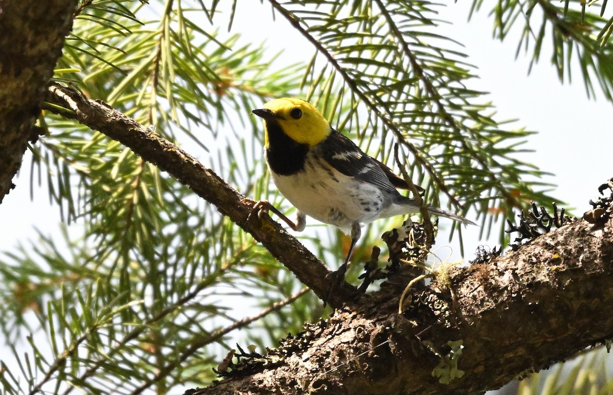 Paruline à tête jaune - ML619920428