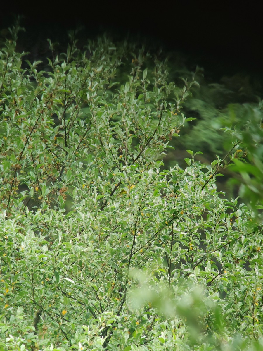 Gray-crowned Warbler - ML619920433