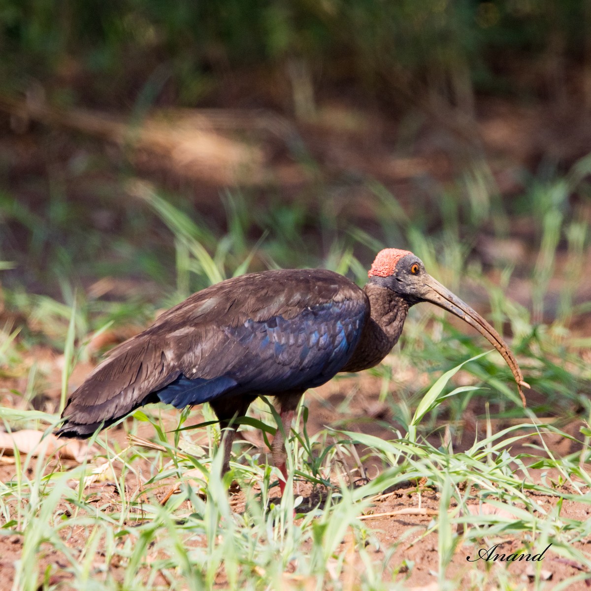 ibis bradavičnatý - ML619920440