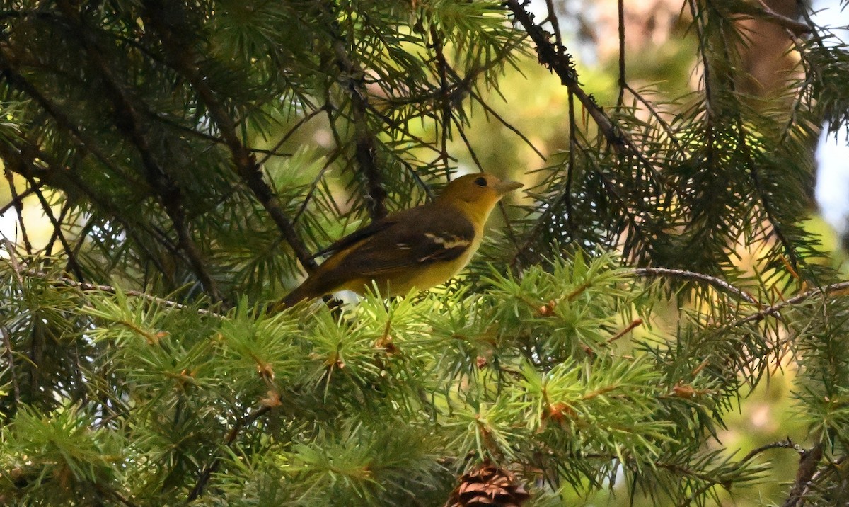 Western Tanager - ML619920453