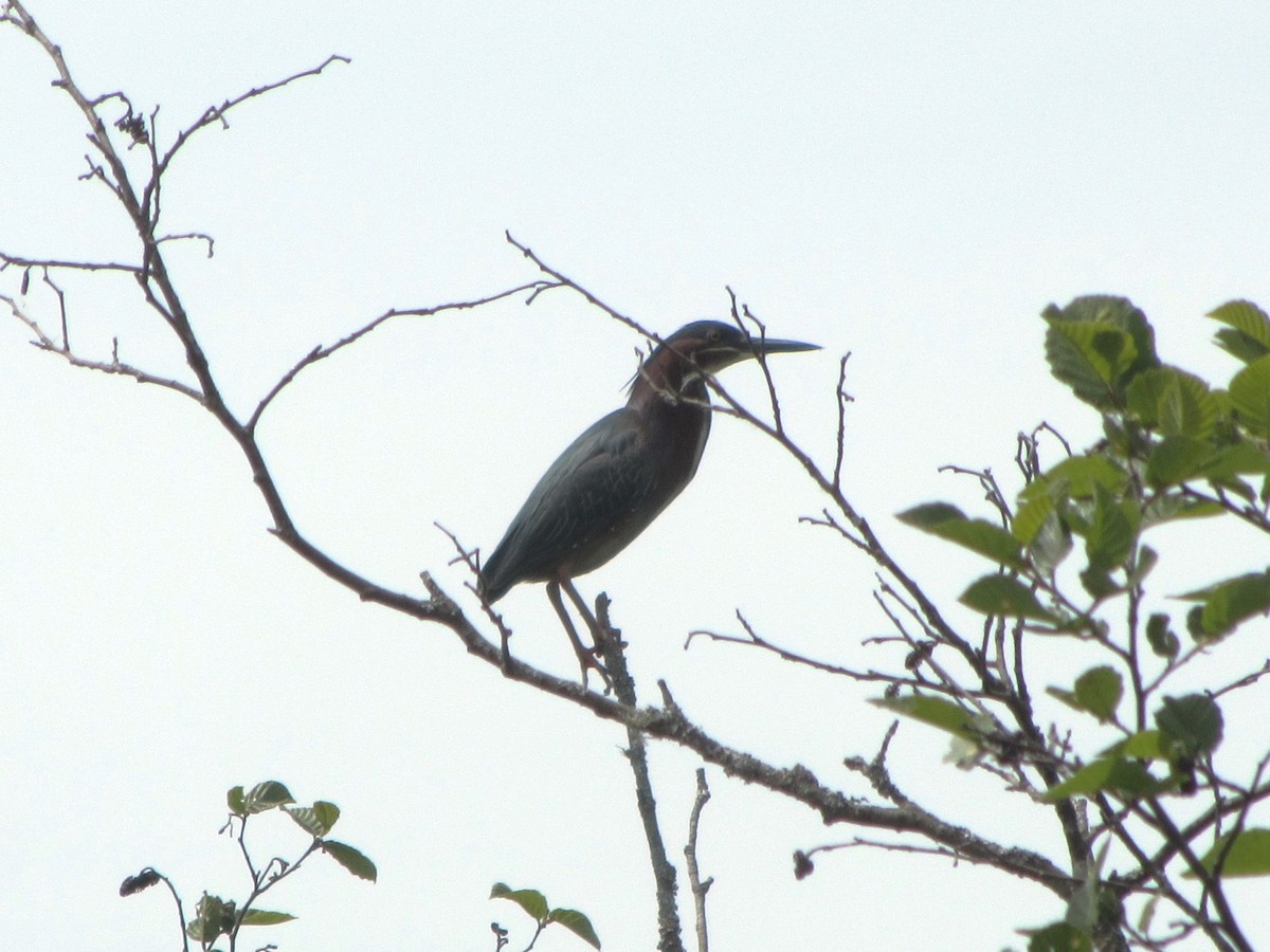 Green Heron - ML619920454