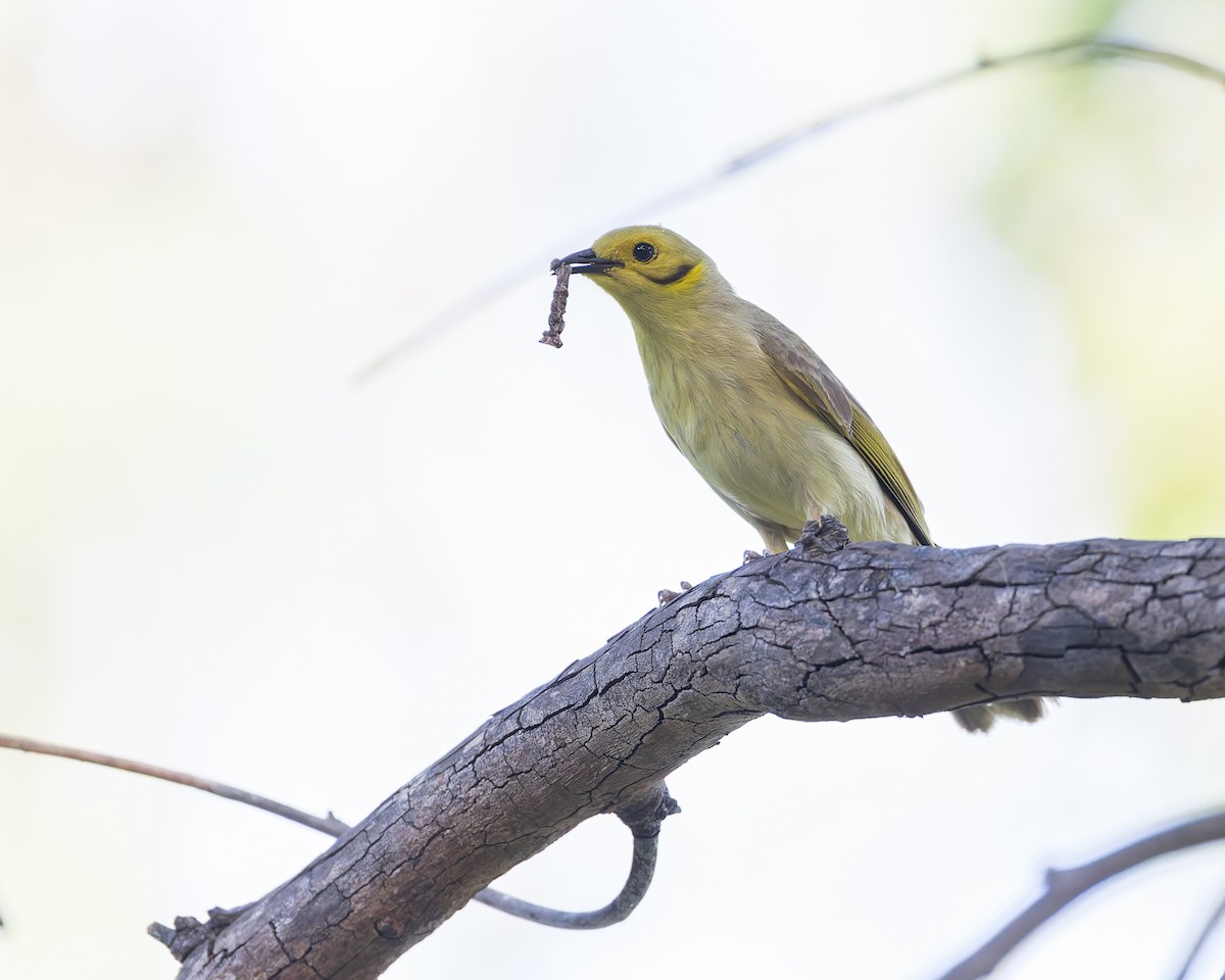 Yellow-tinted Honeyeater - ML619920479