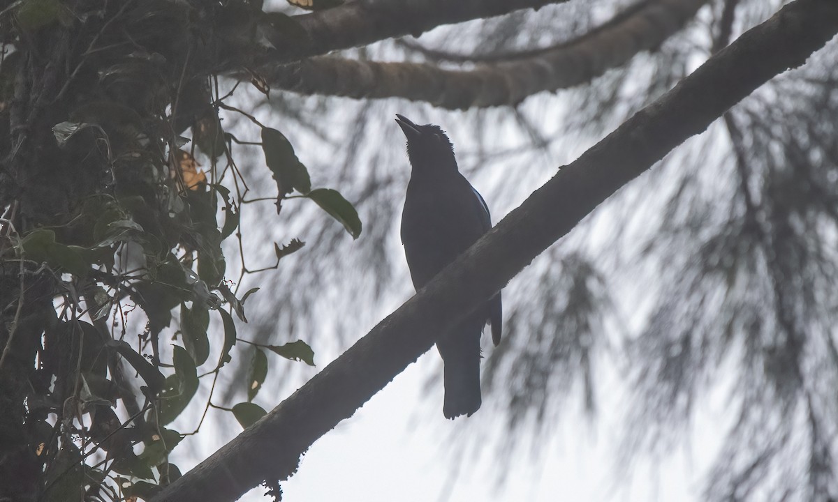 Philippine Fairy-bluebird - ML619920491