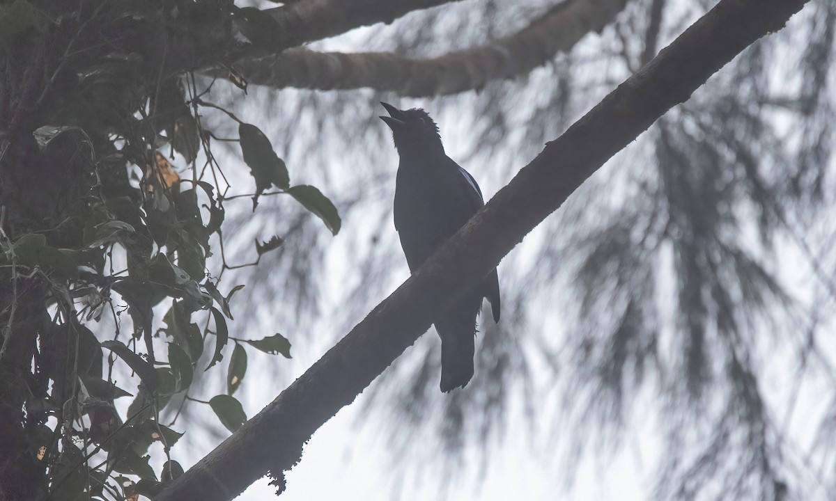 Philippine Fairy-bluebird - ML619920492