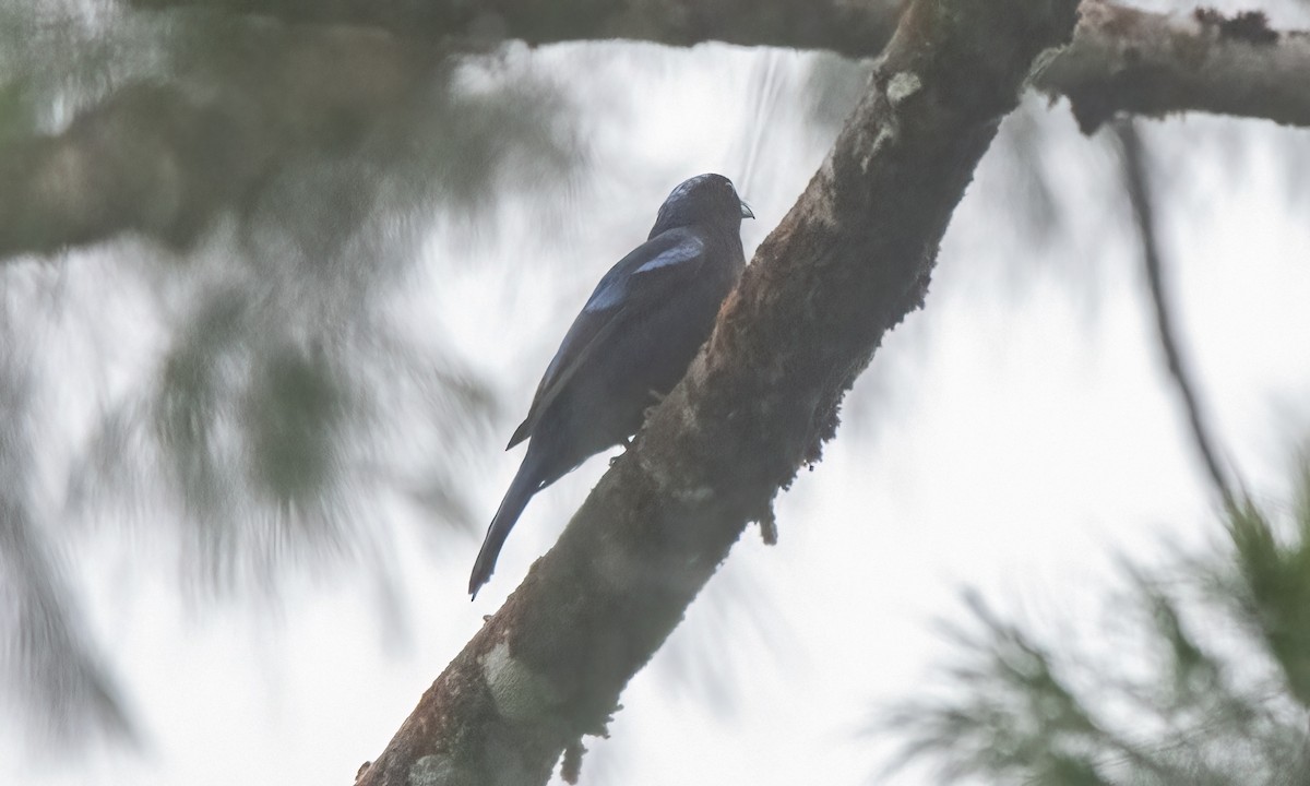Philippine Fairy-bluebird - ML619920493